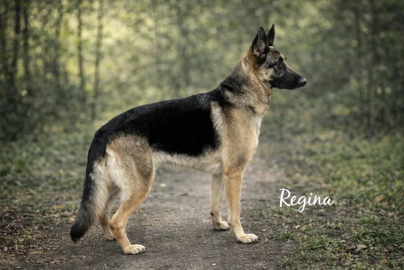 Regina thumbnail 3