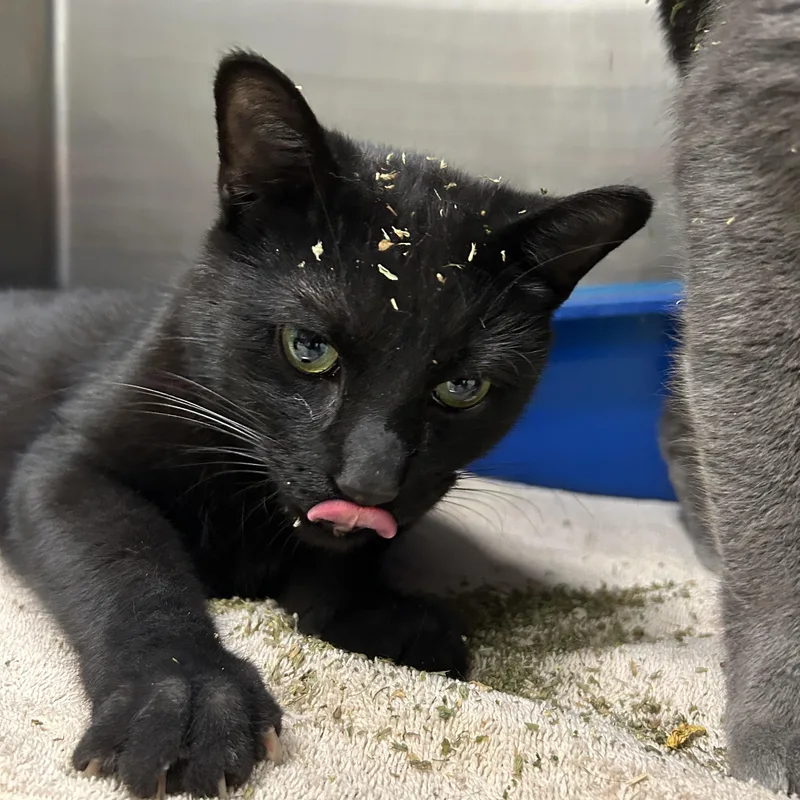 Minestrone thumbnail 2