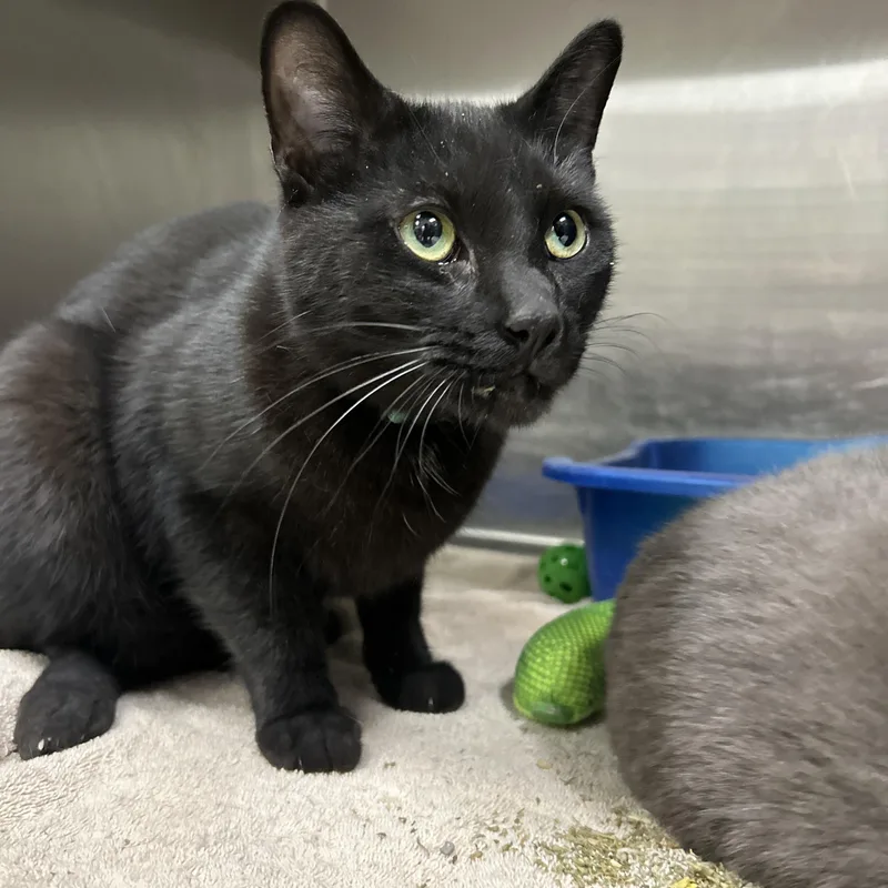 Minestrone thumbnail 3