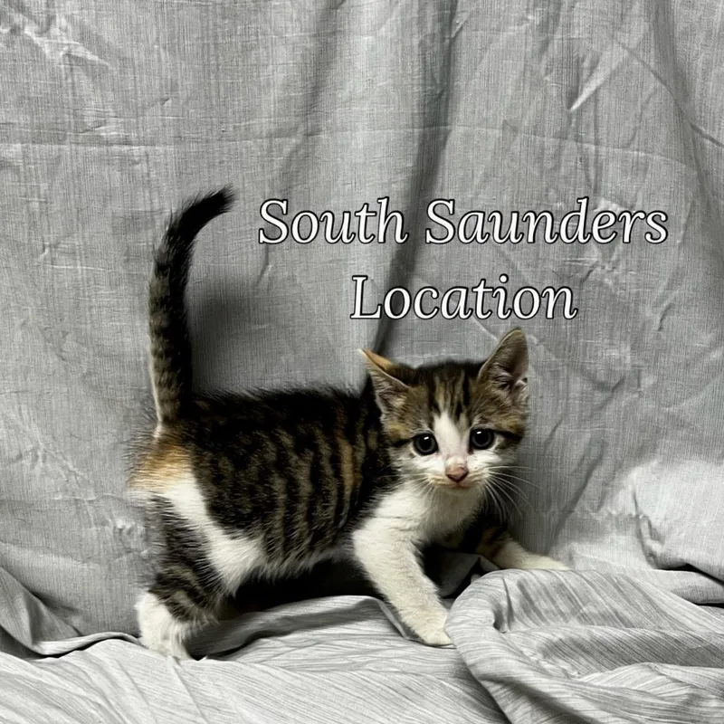 A baby small-sized female Calico Domestic Short Hair cat named Pinto for adoption in Raleigh, NC