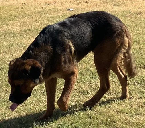 A young extra large-sized male Mixed Breed dog named Scottie for adoption in Dallas, TX