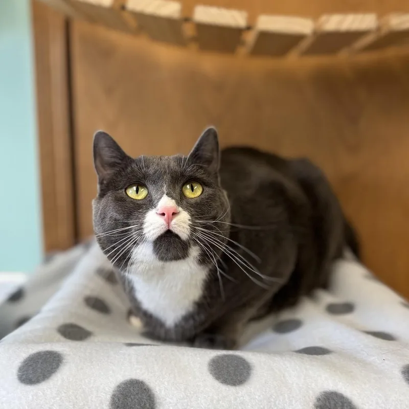 A senior extra large-sized female Gray / Blue / Silver Domestic Short Hair cat named Maybelline for adoption in Fargo, ND