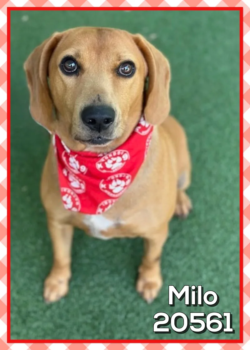 An adult medium-sized male Golden Hound dog named Milo for adoption in Marietta, GA