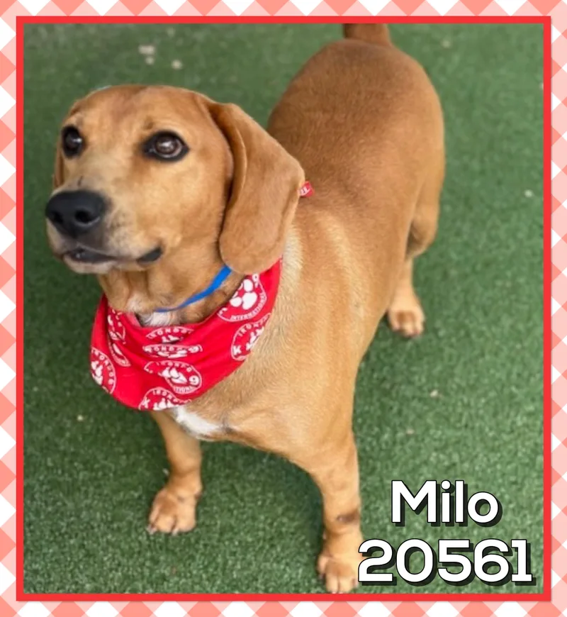 Milo thumbnail 2