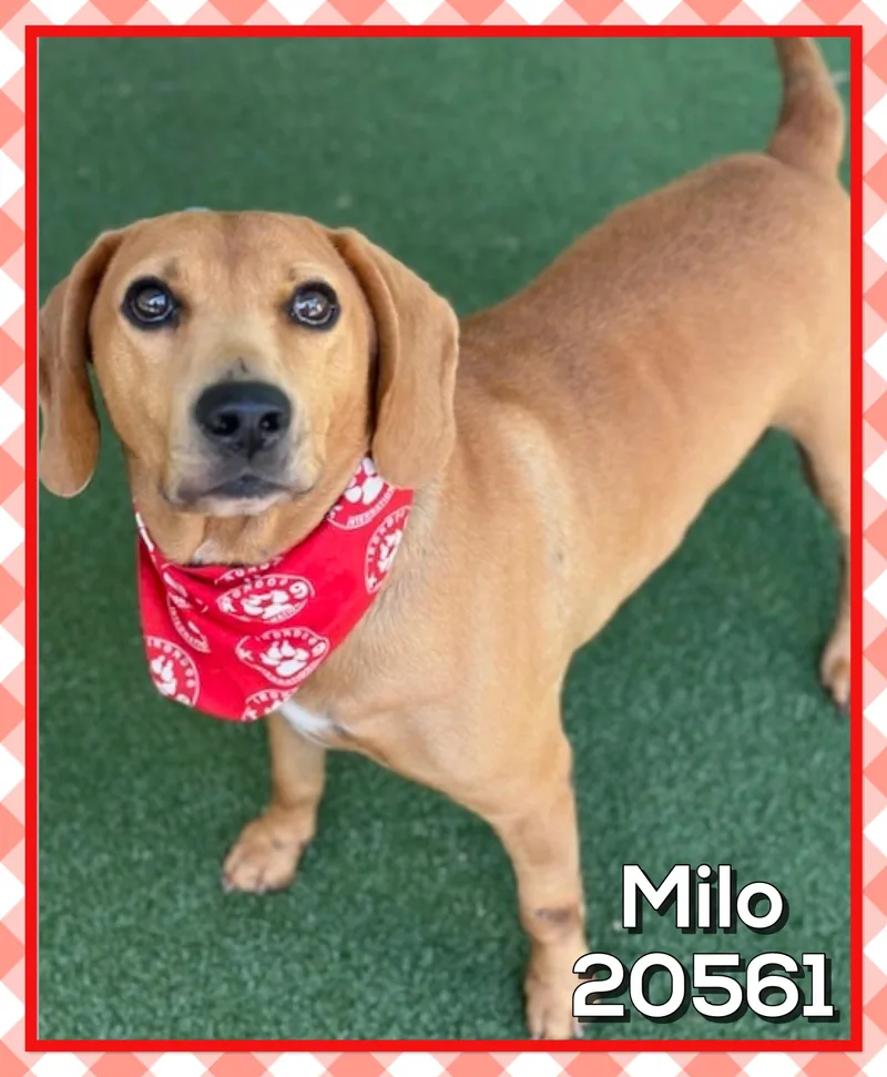 Milo thumbnail 3