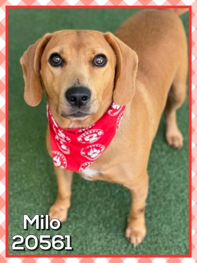 Milo thumbnail 5
