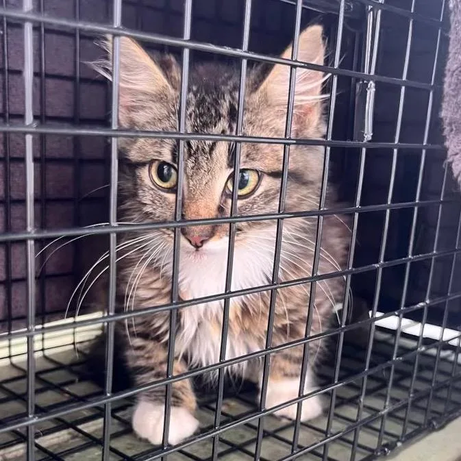 A baby small-sized female Brown / Chocolate Domestic Long Hair cat named Boop for adoption in Pahoa, HI