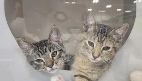 A baby medium-sized female Tabby (Tiger Striped) Tabby cat named Lois for adoption in oceanside, CA