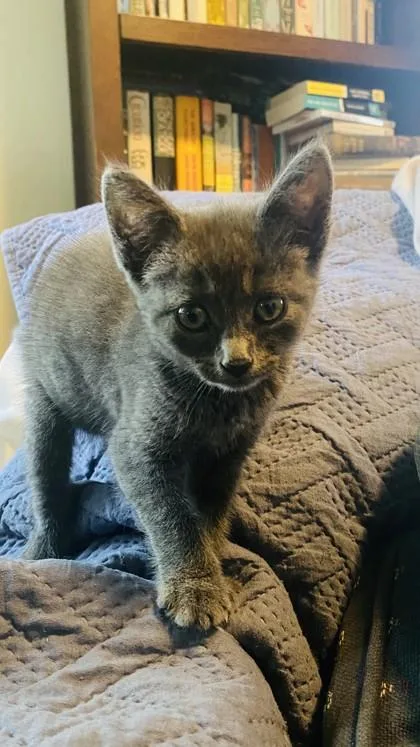 A baby small-sized female Domestic Short Hair cat named Illvanya for adoption in New Orleans, LA