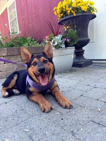 A baby medium-sized female Bicolor German Shepherd Dog dog named Mika for adoption in Bedford Hills, NY
