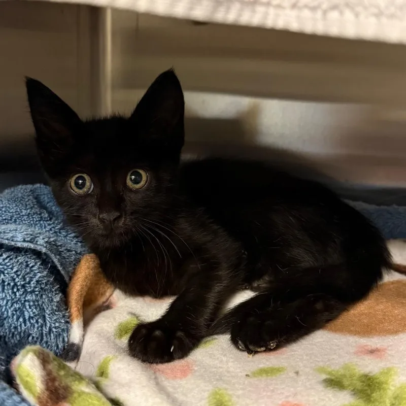 A baby small-sized female Domestic Short Hair cat named Cynder for adoption in Council Bluffs, IA