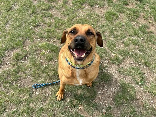 An adult extra large-sized male Rhodesian Ridgeback dog named Teddy for adoption in Colorado Springs, CO