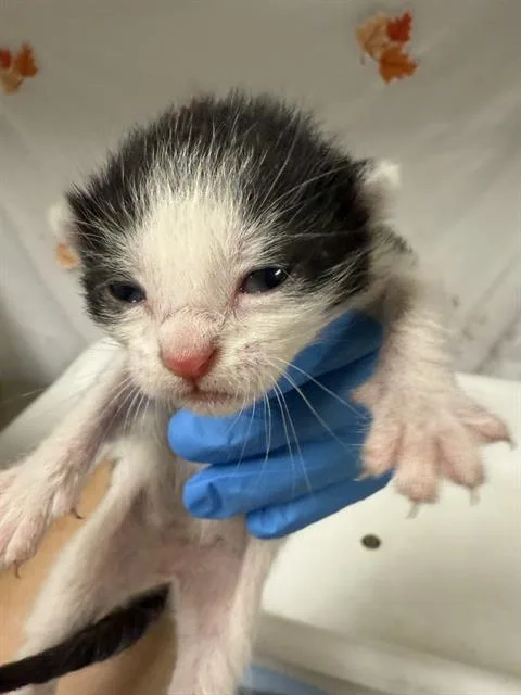 A young small-sized female Domestic Short Hair cat named Bibi for adoption in Riverside, CA