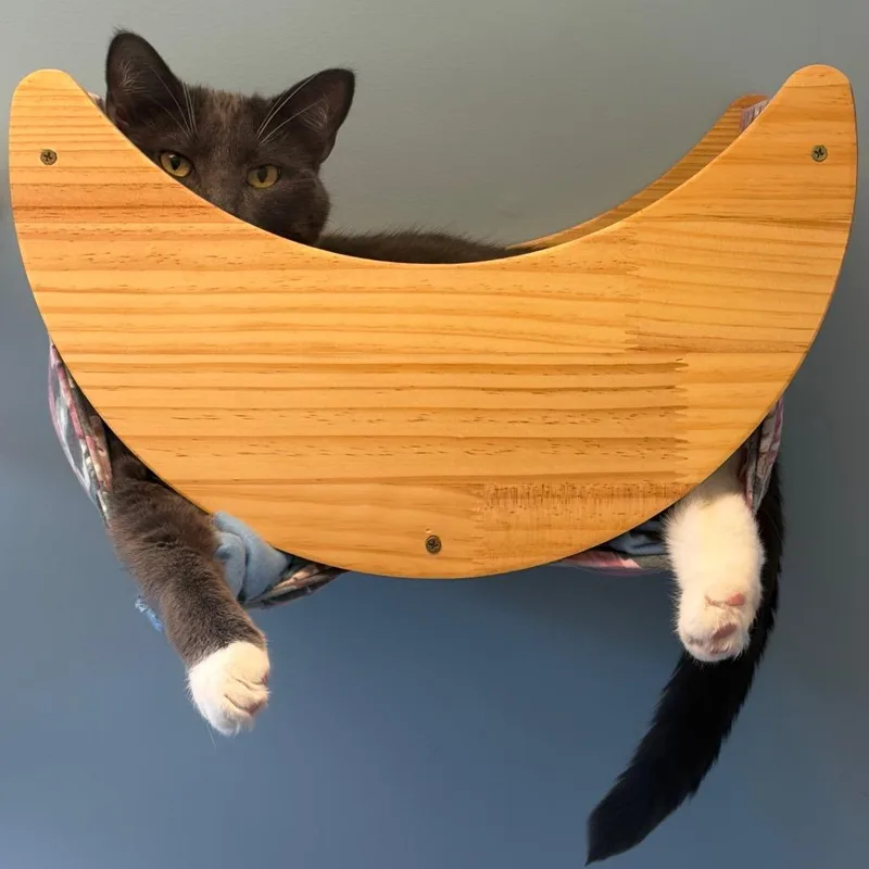 An adult small-sized male Gray / Blue / Silver Domestic Short Hair cat named Chubby for adoption in Morrisville, VT