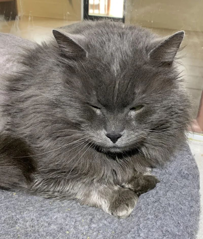 An adult extra large-sized male Gray / Blue / Silver Domestic Long Hair cat named Blue for adoption in Massena, NY