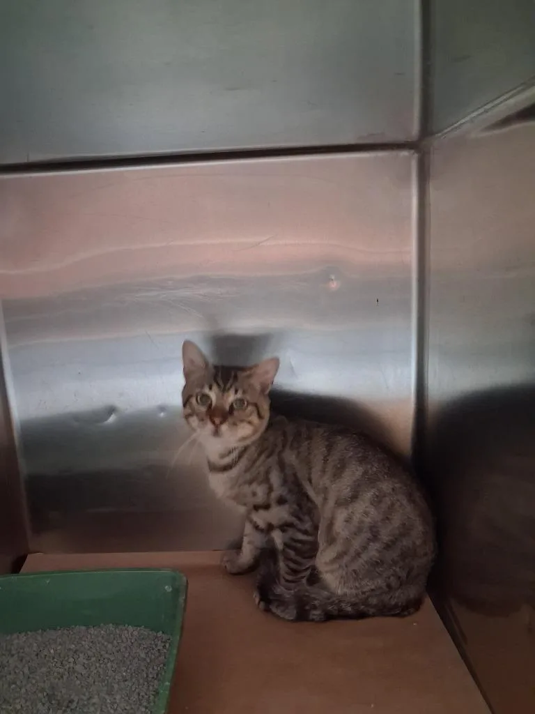 A baby medium-sized male Domestic Short Hair cat named Kuka for adoption in Cartersville , GA