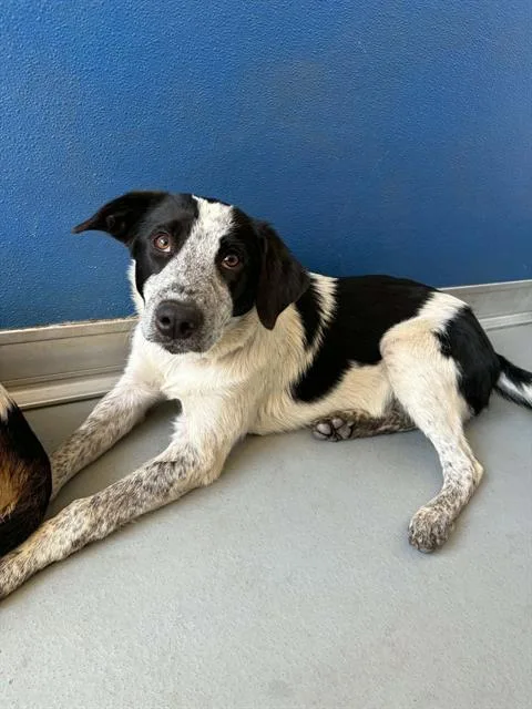 A baby small-sized female Australian Cattle Dog / Blue Heeler dog named Taffyta for adoption in Visalia, CA