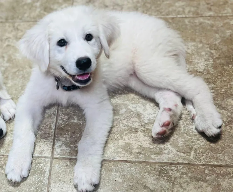 A baby large-sized female White / Cream Great Pyrenees dog named Peri for adoption in Luling, TX