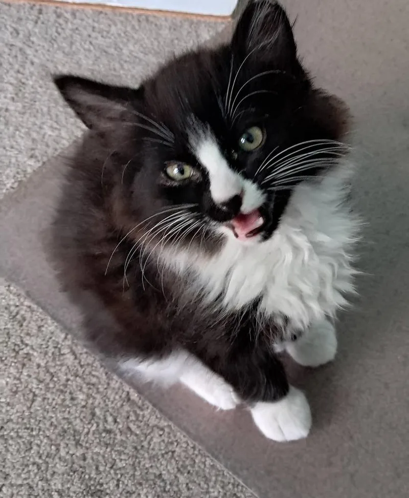 Tux