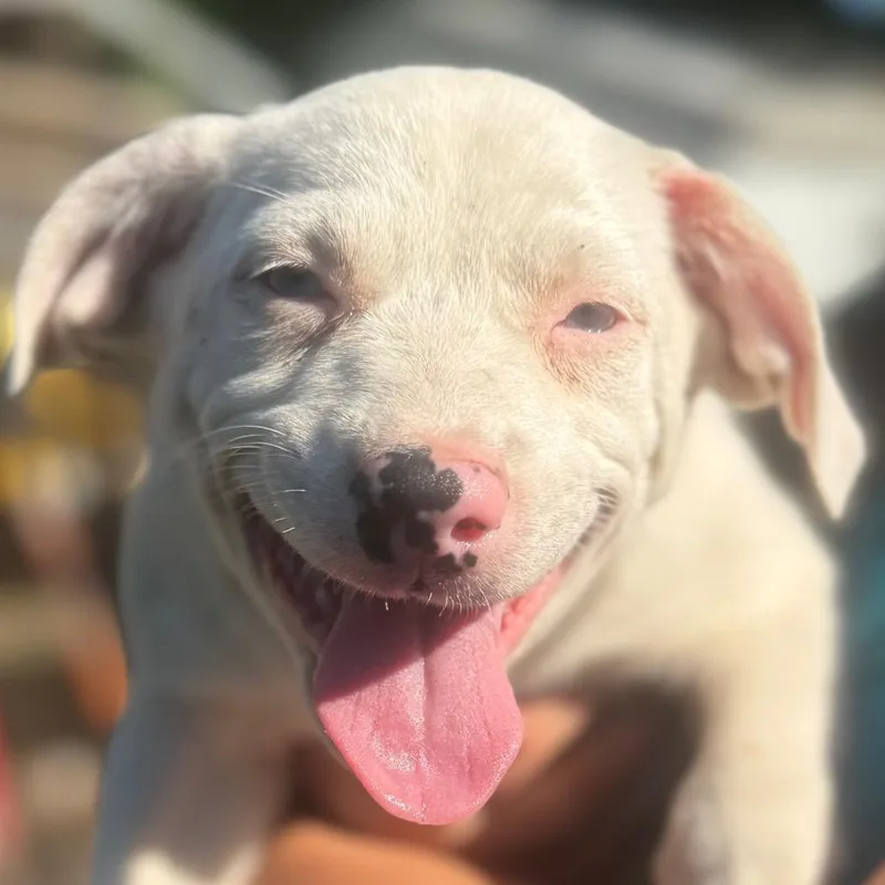 A baby medium-sized female White / Cream Mixed Breed dog named Katya for adoption in QUINCY, FL