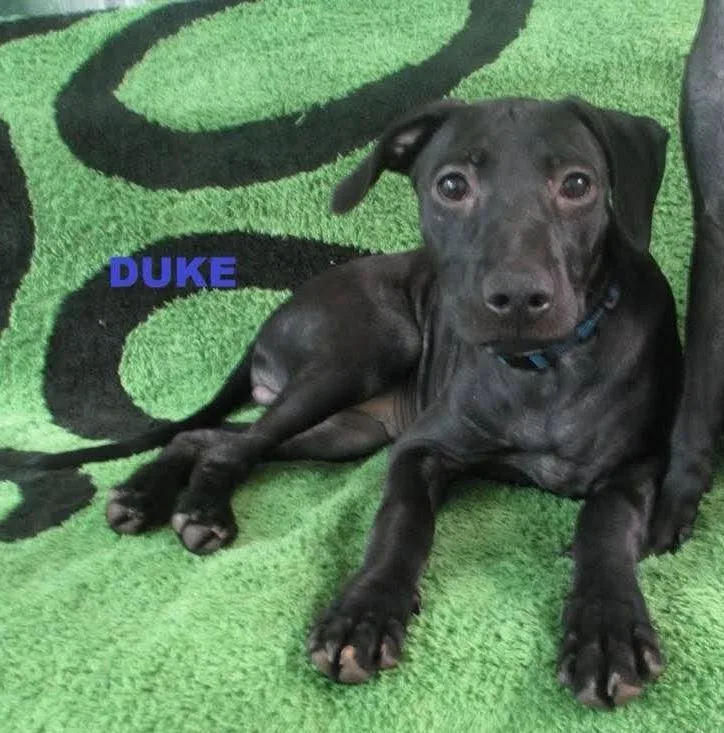 A baby small-sized male Pit Bull Terrier dog named Duke for adoption in Rochester, NY
