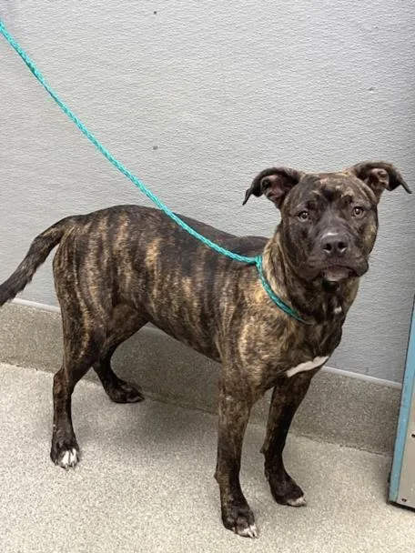 An adult medium-sized female Pit Bull Terrier dog named Mitsy Shore for adoption in Las Vegas, NV