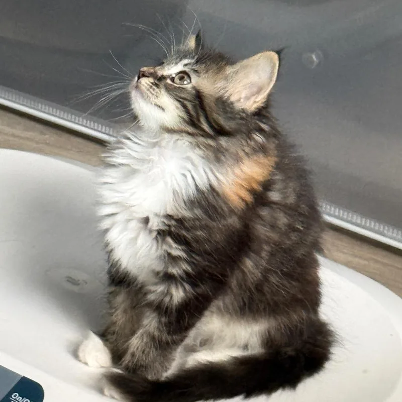 A baby small-sized female Torbie Domestic Medium Hair cat named Scully for adoption in Chapel Hill, NC