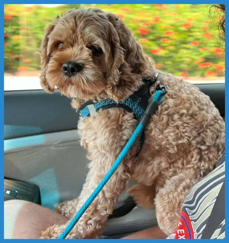 An adult small-sized male Apricot / Beige Cavapoo dog named Loki for adoption in North Fort Myers, FL