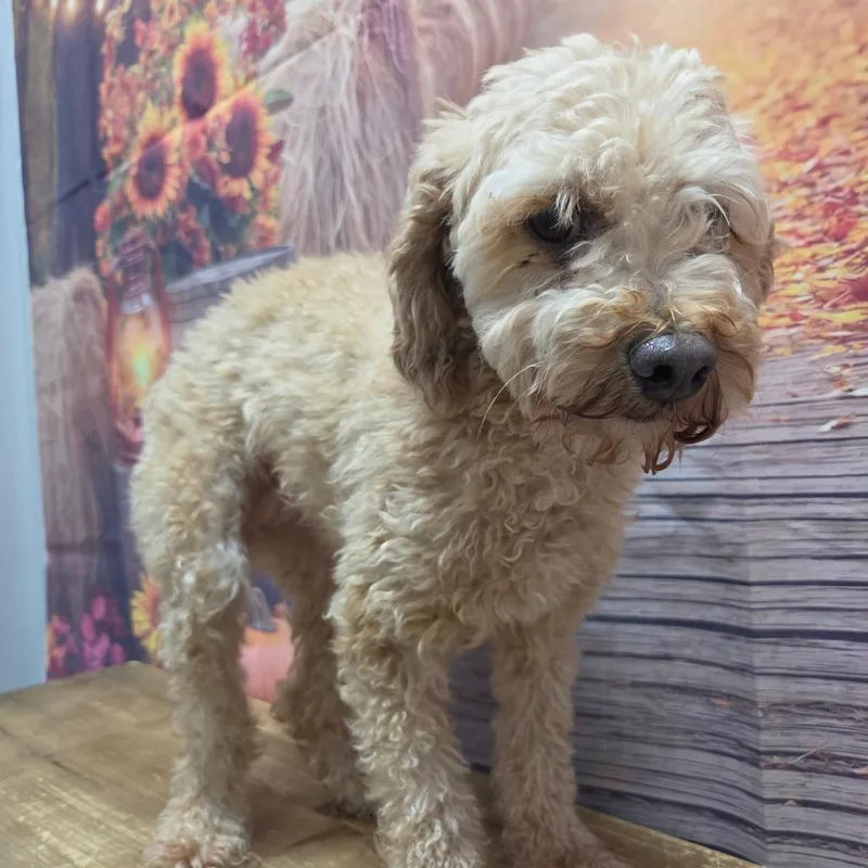 A senior small-sized female White / Cream Poodle dog named Liza for adoption in Normal, IL