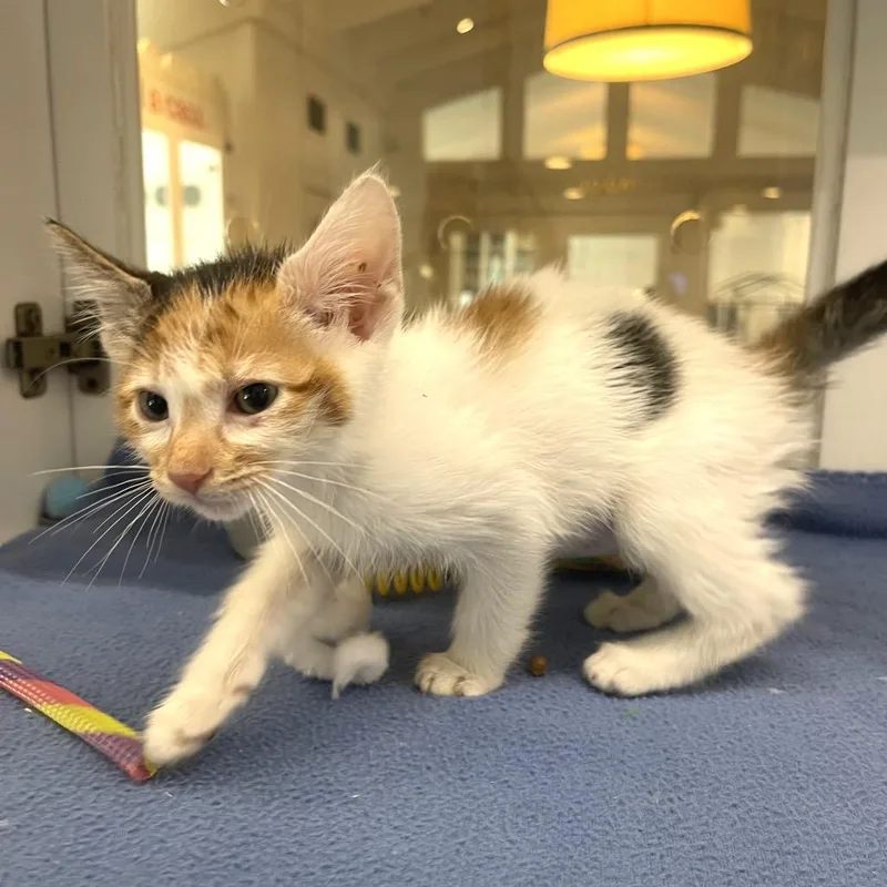 A baby small-sized female Domestic Short Hair cat named Orange for adoption in Los Angeles, CA