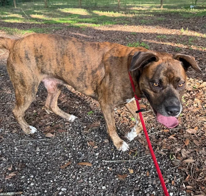 An adult medium-sized male Brindle American Bulldog dog named Frankie for adoption in Lakeland, FL