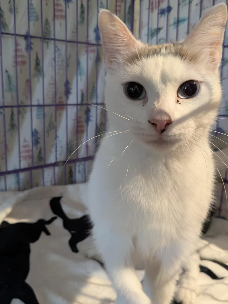A young small-sized female White Domestic Medium Hair cat named Gabby for adoption in Wells, ME