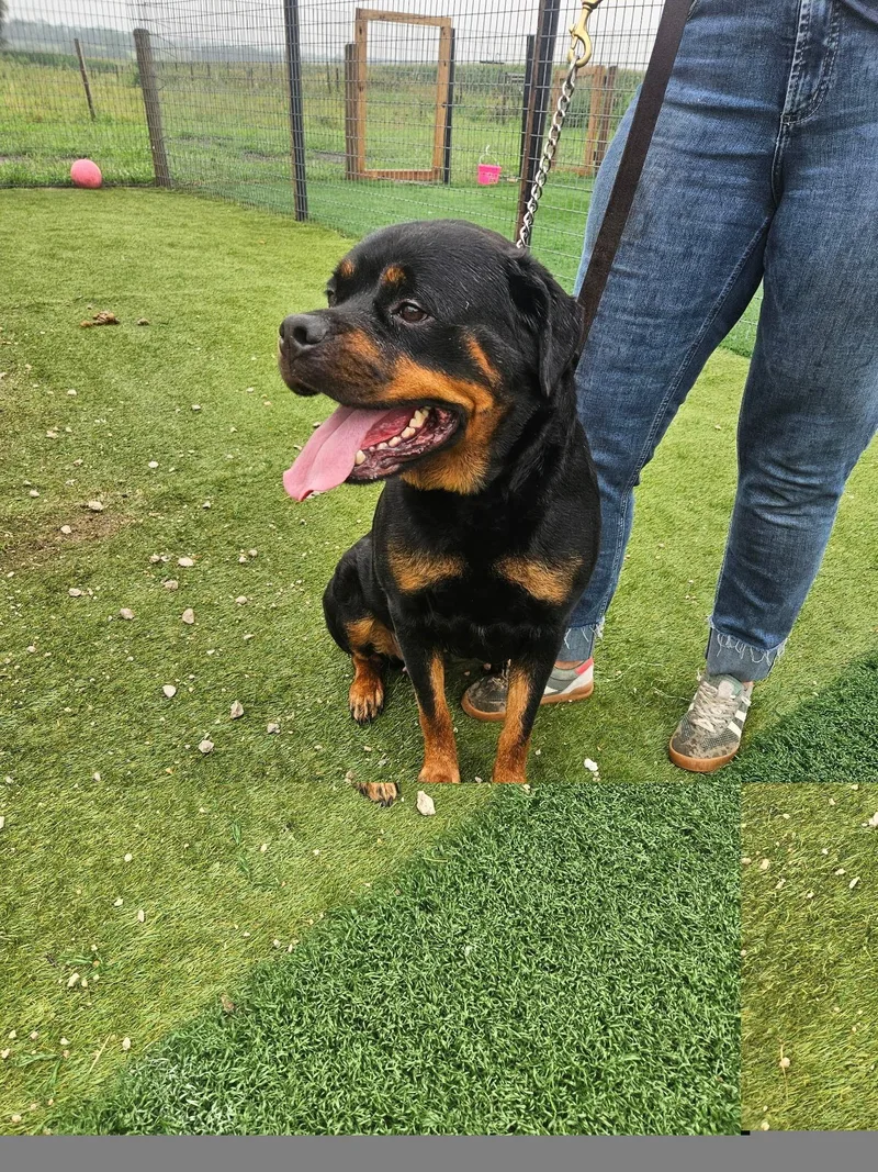 An adult extra large-sized female Rottweiler dog named Lexis for adoption in Oswego, IL