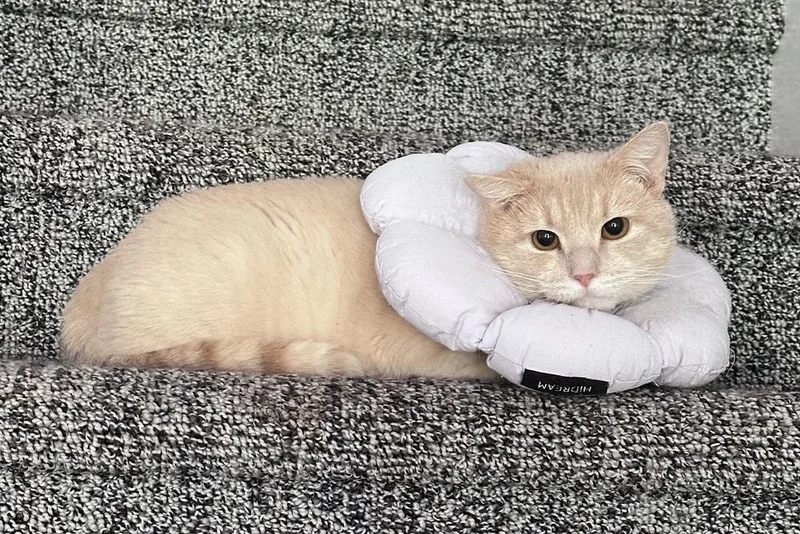 An adult medium-sized male Domestic Short Hair cat named Wilfred for adoption in Emerald Isle, NC