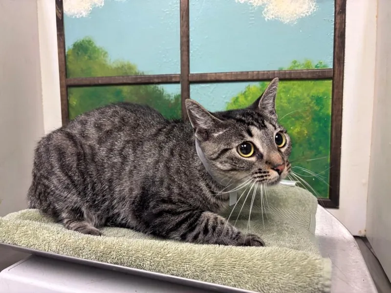 A young medium-sized female Domestic Short Hair cat named Kelly for adoption in Houston, TX