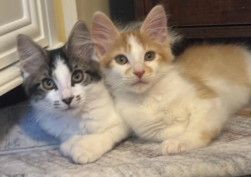 A baby small-sized male Domestic Short Hair cat named Pumpkin Eli for adoption in Minneapolis, MN