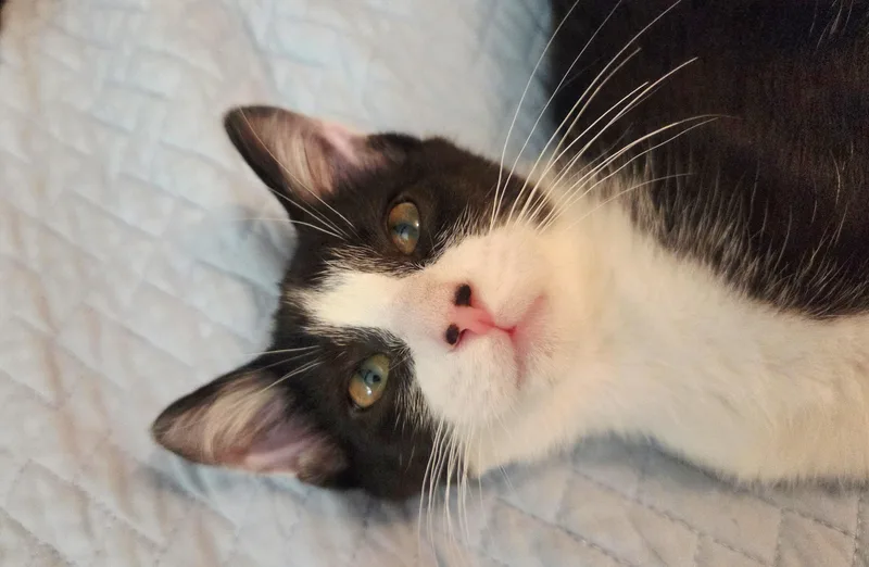 Perfect And Playful  thumbnail 2