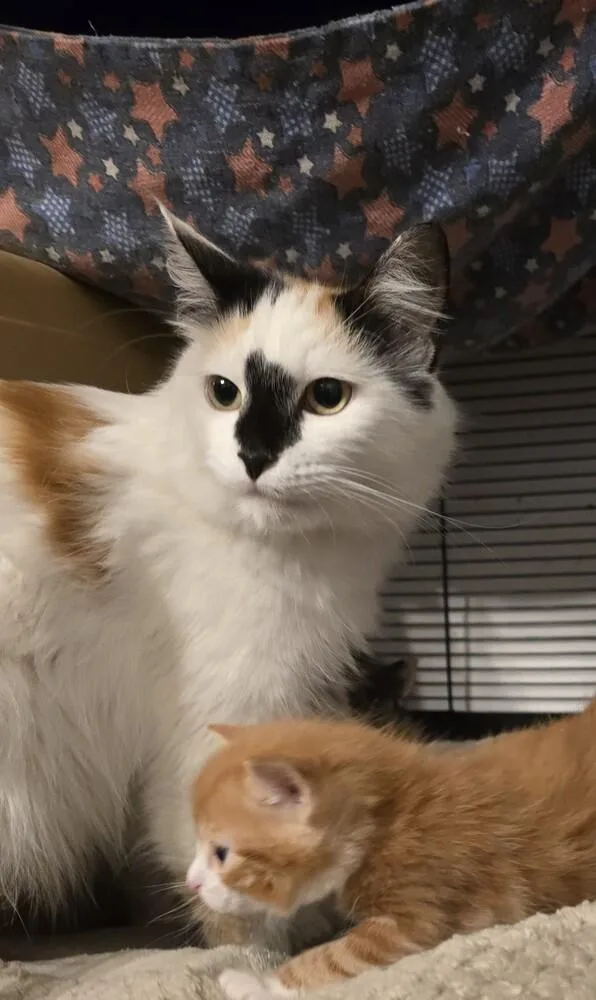 An adult large-sized female Domestic Long Hair cat named Hedwig for adoption in Pacifica, CA