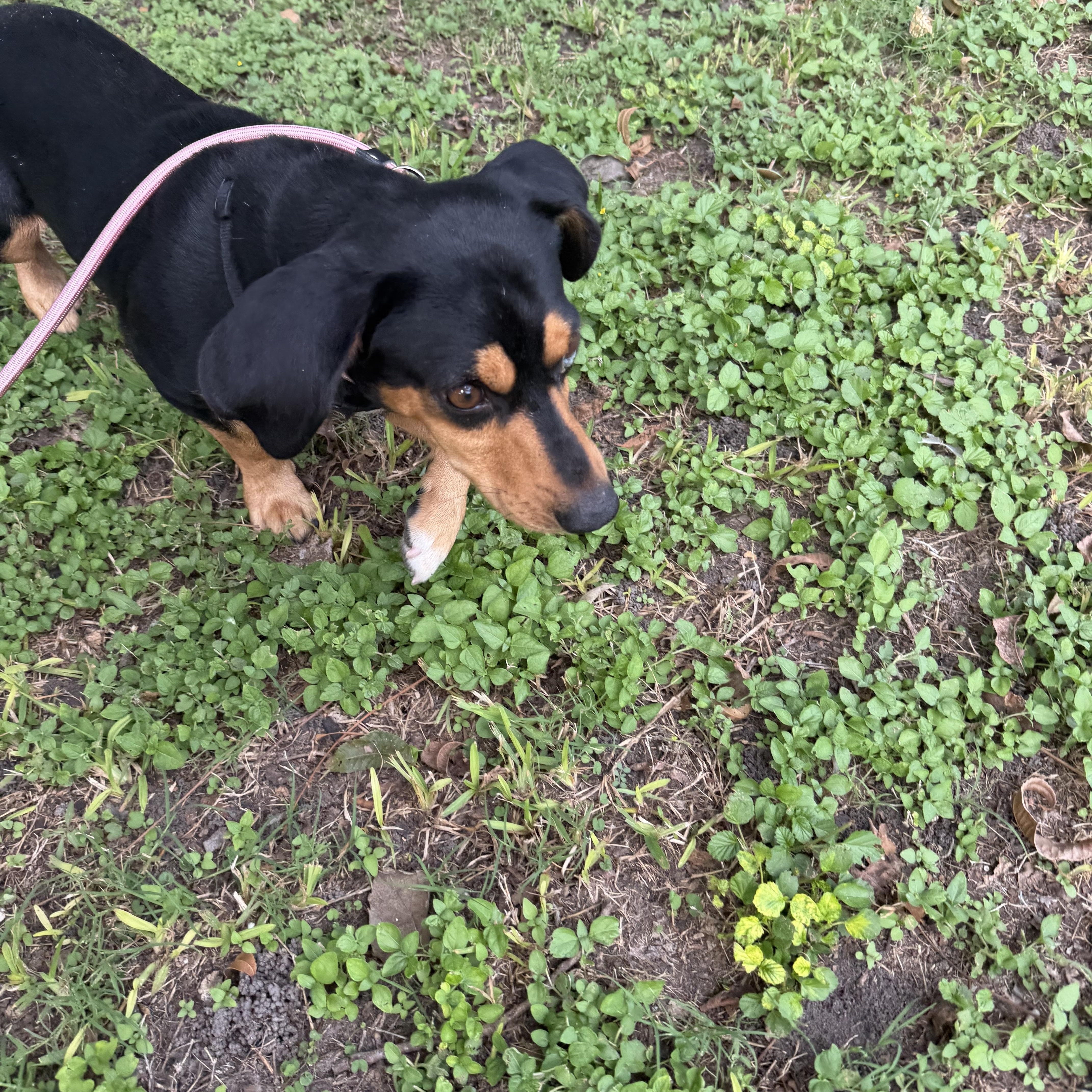 An adult small-sized male Dachshund dog named Mario for adoption in Louise, TX