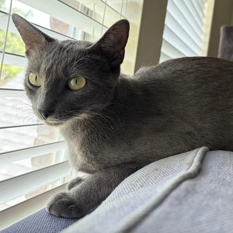 A young medium-sized female Gray / Blue / Silver Domestic Short Hair cat named Espresso for adoption in Houston, TX