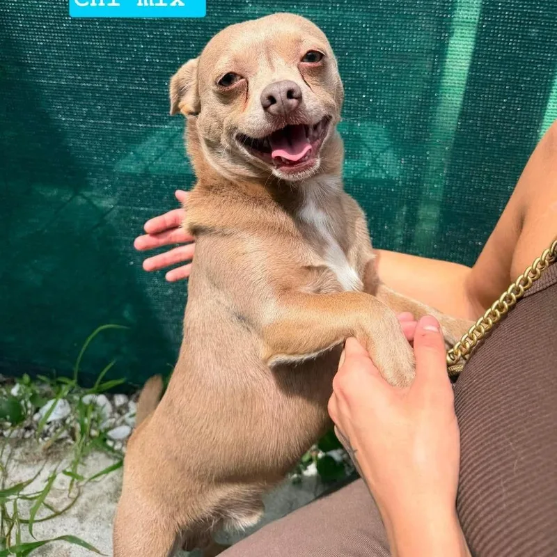 An adult small-sized male Gray / Blue / Silver Chihuahua dog named Benji for adoption in Tampa, FL