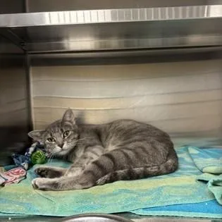 An adult medium-sized female Tabby (Gray / Blue / Silver) Domestic Short Hair cat named Kendall for adoption in Dubuque, IA