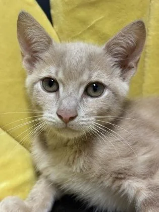 A young small-sized male Domestic Short Hair cat named Teller for adoption in Lawrenceville, GA