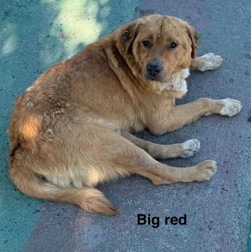 Big Red thumbnail 4