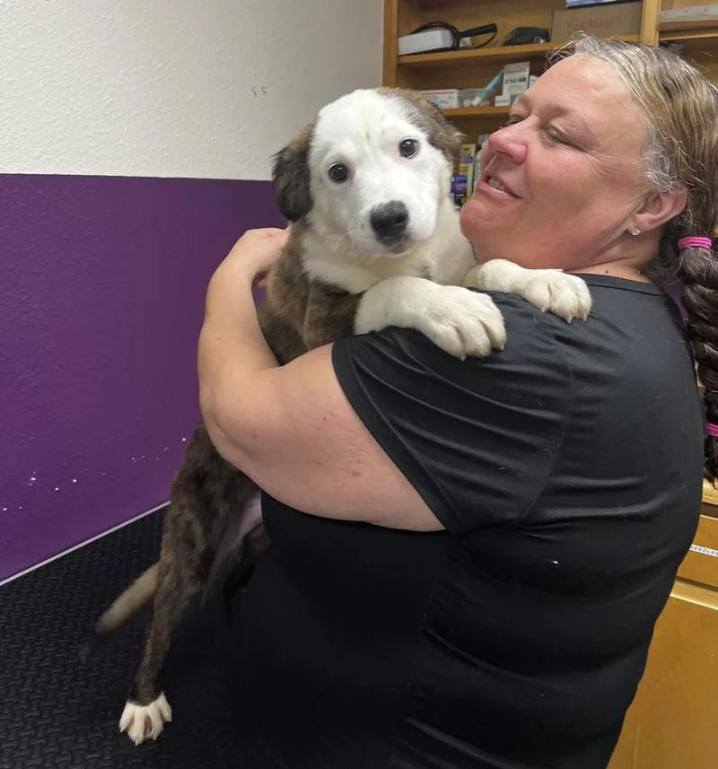 A baby medium-sized female Tricolor (Brown, Black, & White) Australian Shepherd dog named Muffie for adoption in Jamestown, CA