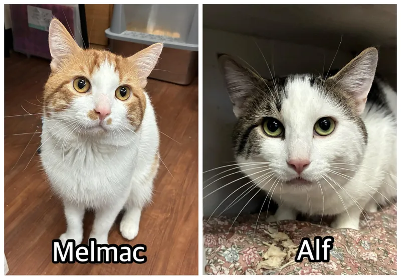 An adult large-sized male Orange & White Domestic Short Hair cat named Melmac & Alf for adoption in Breinigsville, PA