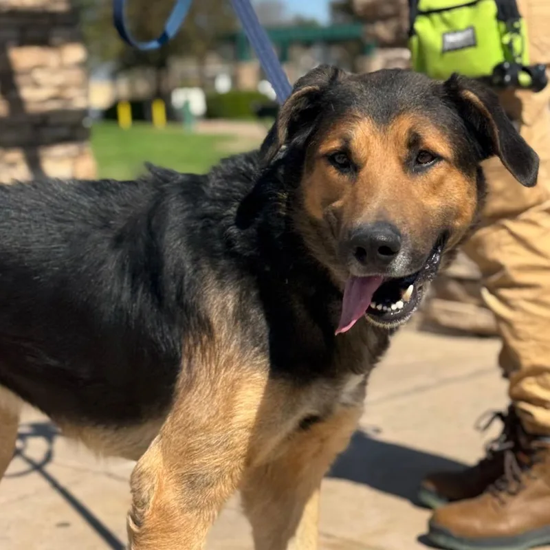 An adult large-sized male Black German Shepherd Dog dog named Cloud for adoption in Santa Barbara, CA