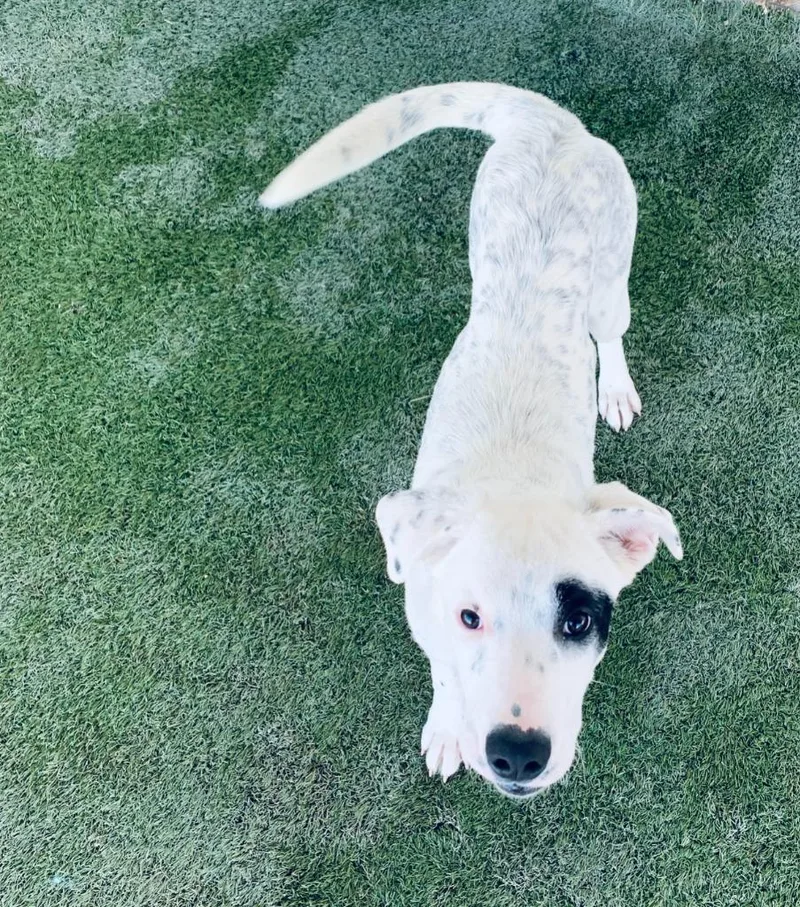 Pepper thumbnail 3