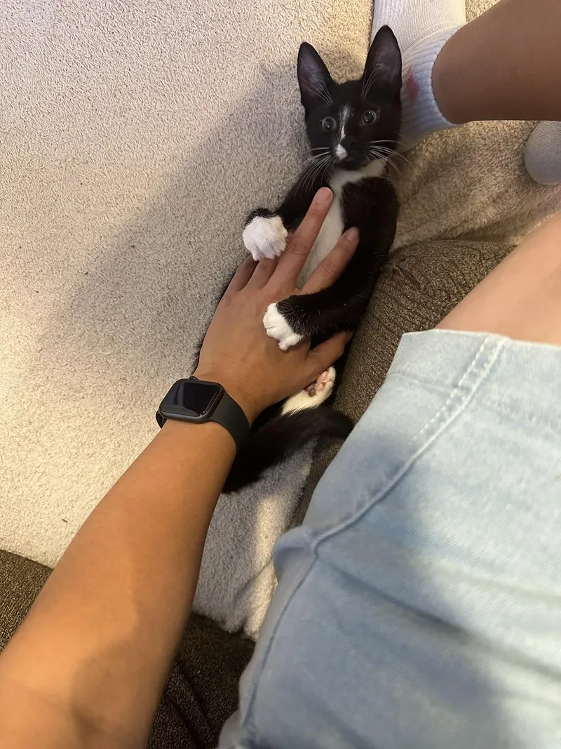 A baby medium-sized male Black & White / Tuxedo Domestic Short Hair cat named Chaco for adoption in Philadelphia, PA
