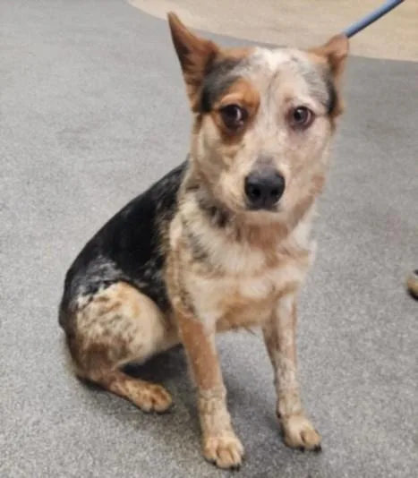 A young medium-sized male Australian Cattle Dog / Blue Heeler dog named Lego for adoption in Los Angeles, CA